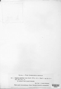 Lepiota janthina image